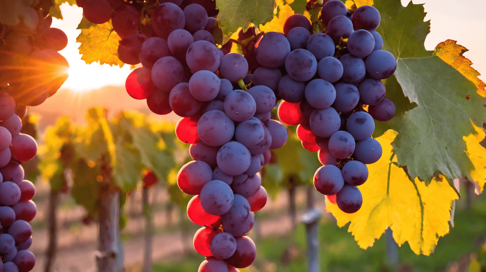 Vineyards & Wineries